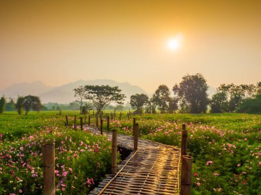 Bahçede cosmos pembe çiçekleri açıyor. Bambu yolları ile Kuzey Tayland'da yüksek dağların önünde güneşin sis ile sabah yükselen zamanda