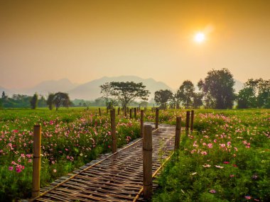 Bahçede cosmos pembe çiçekleri açıyor. Bambu yolları ile Kuzey Tayland'da yüksek dağların önünde güneşin sis ile sabah yükselen zamanda