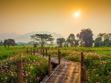 Bahçede cosmos pembe çiçekleri açıyor. Bambu yolları ile Kuzey Tayland'da yüksek dağların önünde güneşin sis ile sabah yükselen zamanda