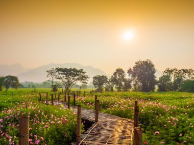 Bahçede cosmos pembe çiçekleri açıyor. Bambu yolları ile Kuzey Tayland'da yüksek dağların önünde güneşin sis ile sabah yükselen zamanda