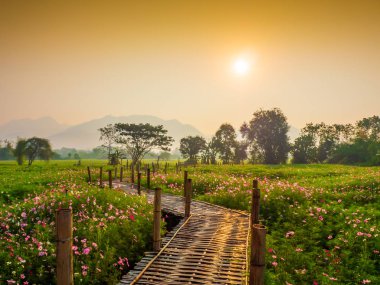 Bahçede cosmos pembe çiçekleri açıyor. Bambu yolları ile Kuzey Tayland'da yüksek dağların önünde güneşin sis ile sabah yükselen zamanda