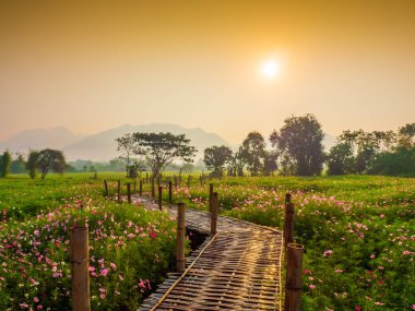 Bahçede cosmos pembe çiçekleri açıyor. Bambu yolları ile Kuzey Tayland'da yüksek dağların önünde güneşin sis ile sabah yükselen zamanda