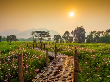Bahçede cosmos pembe çiçekleri açıyor. Bambu yolları ile Kuzey Tayland'da yüksek dağların önünde güneşin sis ile sabah yükselen zamanda