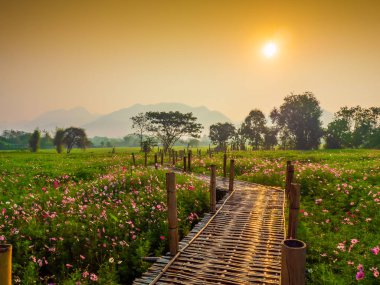 Bahçede cosmos pembe çiçekleri açıyor. Bambu yolları ile Kuzey Tayland'da yüksek dağların önünde güneşin sis ile sabah yükselen zamanda