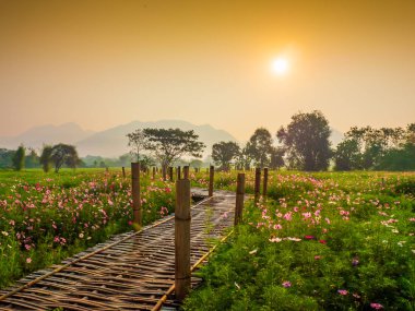 Bahçede cosmos pembe çiçekleri açıyor. Bambu yolları ile Kuzey Tayland'da yüksek dağların önünde güneşin sis ile sabah yükselen zamanda