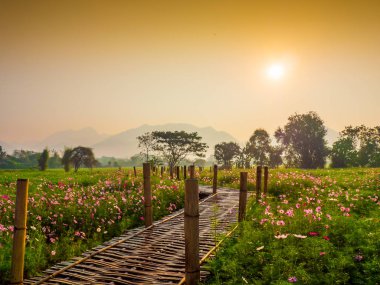 Bahçede cosmos pembe çiçekleri açıyor. Bambu yolları ile Kuzey Tayland'da yüksek dağların önünde güneşin sis ile sabah yükselen zamanda