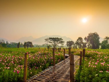 Bahçede cosmos pembe çiçekleri açıyor. Bambu yolları ile Kuzey Tayland'da yüksek dağların önünde güneşin sis ile sabah yükselen zamanda