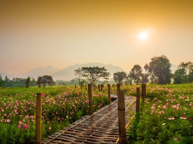 Bahçede cosmos pembe çiçekleri açıyor. Bambu yolları ile Kuzey Tayland'da yüksek dağların önünde güneşin sis ile sabah yükselen zamanda