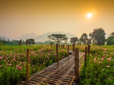 Bahçede cosmos pembe çiçekleri açıyor. Bambu yolları ile Kuzey Tayland'da yüksek dağların önünde güneşin sis ile sabah yükselen zamanda