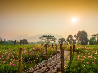 Bahçede cosmos pembe çiçekleri açıyor. Bambu yolları ile Kuzey Tayland'da yüksek dağların önünde güneşin sis ile sabah yükselen zamanda