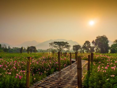 Bahçede cosmos pembe çiçekleri açıyor. Bambu yolları ile Kuzey Tayland'da yüksek dağların önünde güneşin sis ile sabah yükselen zamanda