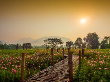 Bahçede cosmos pembe çiçekleri açıyor. Bambu yolları ile Kuzey Tayland'da yüksek dağların önünde güneşin sis ile sabah yükselen zamanda