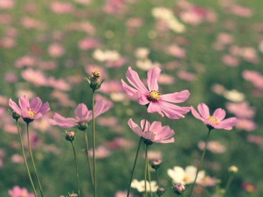 Pembe Cosmos çiçekleri bahçede çiçek açıyor.sığ odak etkisi.