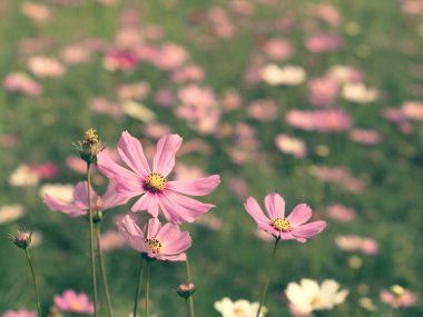 Pembe Cosmos çiçekleri bahçede çiçek açıyor.sığ odak etkisi.