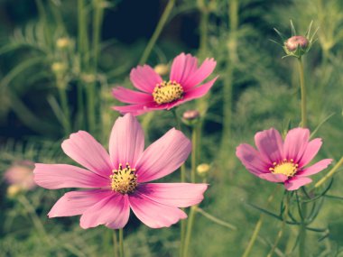 Pembe Cosmos çiçekleri bahçede çiçek açıyor.sığ odak etkisi.