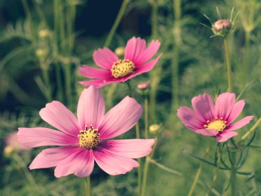 Pembe Cosmos çiçekleri bahçede çiçek açıyor.sığ odak etkisi.