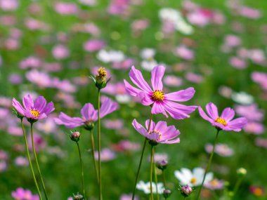 Pembe Cosmos çiçekleri bahçede çiçek açıyor.sığ odak etkisi.