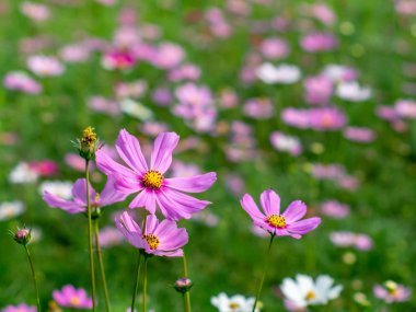 Pembe Cosmos çiçekleri bahçede çiçek açıyor.sığ odak etkisi.