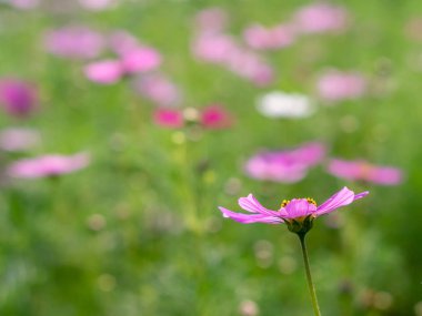Pembe Cosmos çiçekleri bahçede çiçek açıyor.sığ odak etkisi.
