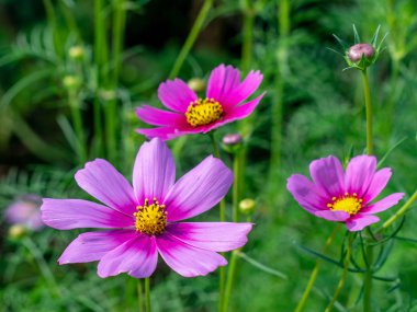 Pembe Cosmos çiçekleri bahçede çiçek açıyor.sığ odak etkisi.
