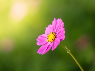 Pembe Cosmos çiçekleri bahçede çiçek açıyor.sığ odak etkisi.