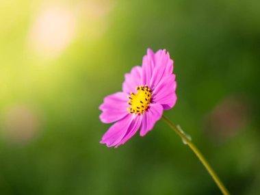 Pembe Cosmos çiçekleri bahçede çiçek açıyor.sığ odak etkisi.