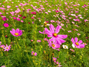 Pembe Cosmos çiçekleri bahçede çiçek açıyor.sığ odak etkisi.