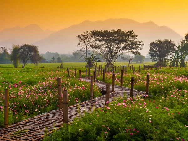 Cosmos pink flowers are blooming in the garden. With bamboo pathways In front of the high mountains in northern Thailand At the time of the sun rising in the morning with fog