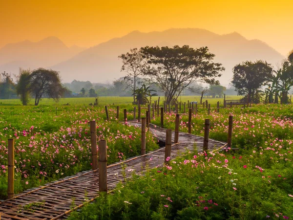 Bahçede cosmos pembe çiçekleri açıyor. Bambu yolları ile Kuzey Tayland'da yüksek dağların önünde güneşin sis ile sabah yükselen zamanda