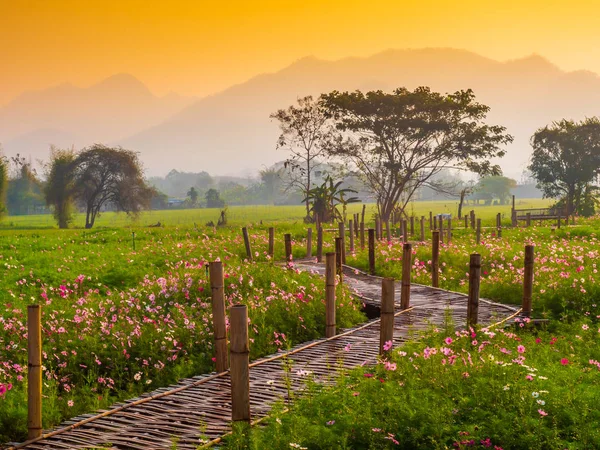 Cosmos pink flowers are blooming in the garden. With bamboo pathways In front of the high mountains in northern Thailand At the time of the sun rising in the morning with fog