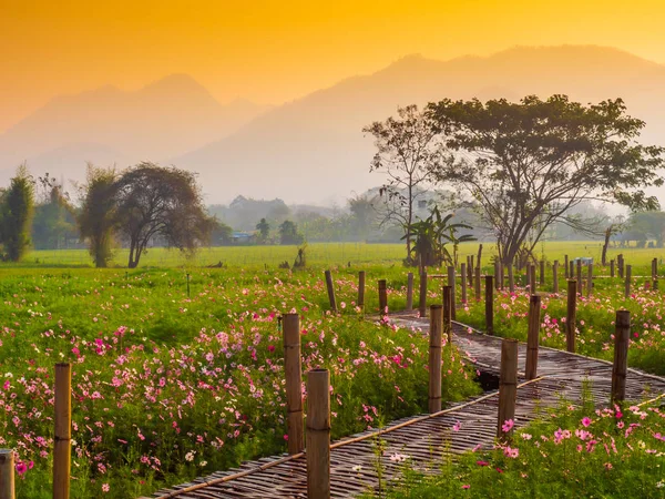 Cosmos pink flowers are blooming in the garden. With bamboo pathways In front of the high mountains in northern Thailand At the time of the sun rising in the morning with fog