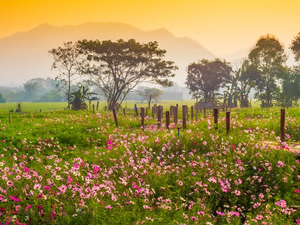 Cosmos pink flowers are blooming in the garden. With bamboo pathways In front of the high mountains in northern Thailand At the time of the sun rising in the morning with fog