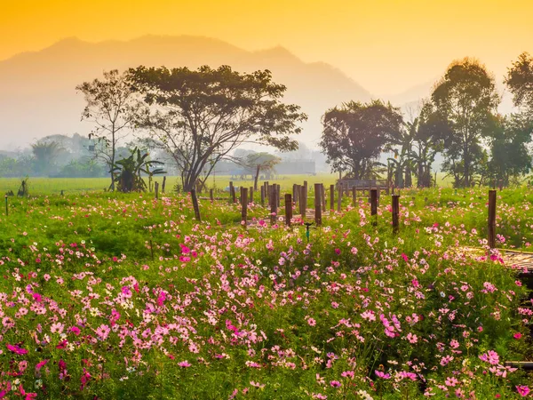 Cosmos pink flowers are blooming in the garden. With bamboo pathways In front of the high mountains in northern Thailand At the time of the sun rising in the morning with fog