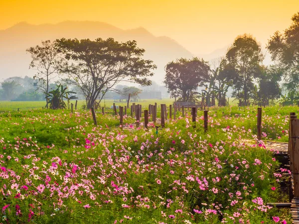 Cosmos pink flowers are blooming in the garden. With bamboo pathways In front of the high mountains in northern Thailand At the time of the sun rising in the morning with fog