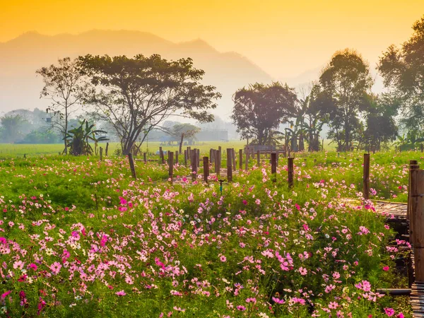 Cosmos pink flowers are blooming in the garden. With bamboo pathways In front of the high mountains in northern Thailand At the time of the sun rising in the morning with fog