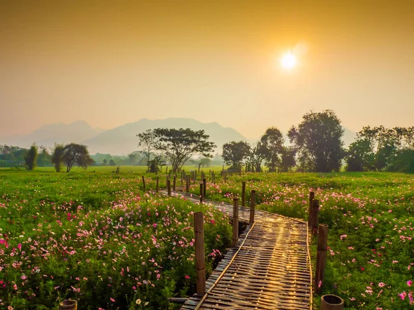 Cosmos pink flowers are blooming in the garden. With bamboo pathways In front of the high mountains in northern Thailand At the time of the sun rising in the morning with fog