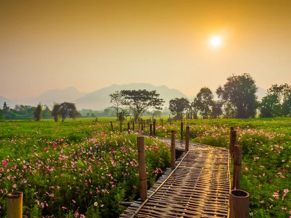 Cosmos pink flowers are blooming in the garden. With bamboo pathways In front of the high mountains in northern Thailand At the time of the sun rising in the morning with fog