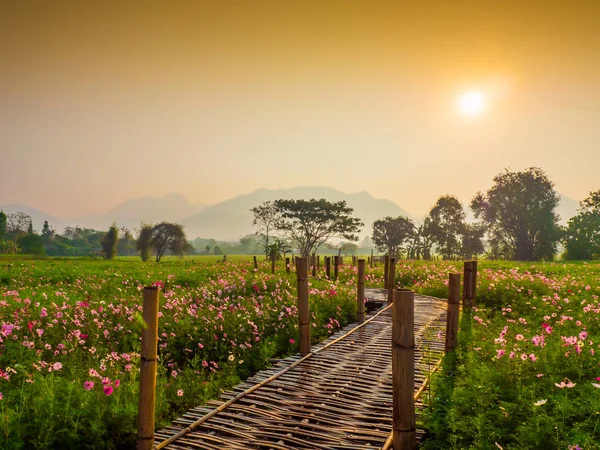 Cosmos pink flowers are blooming in the garden. With bamboo pathways In front of the high mountains in northern Thailand At the time of the sun rising in the morning with fog