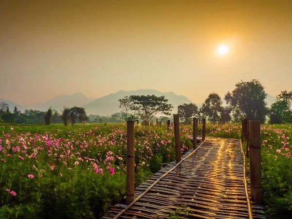 Cosmos pink flowers are blooming in the garden. With bamboo pathways In front of the high mountains in northern Thailand At the time of the sun rising in the morning with fog