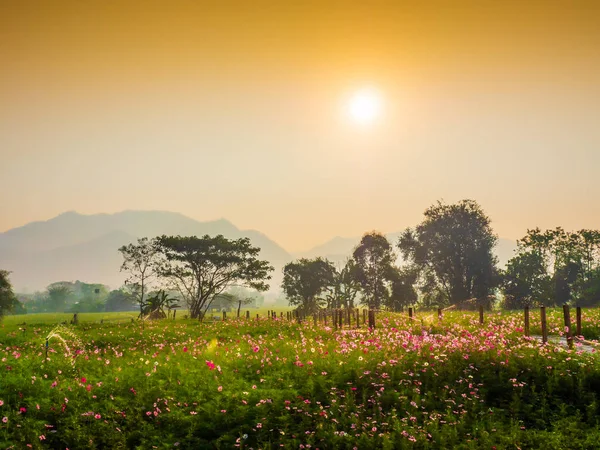 Cosmos pink flowers are blooming in the garden. With bamboo pathways In front of the high mountains in northern Thailand At the time of the sun rising in the morning with fog