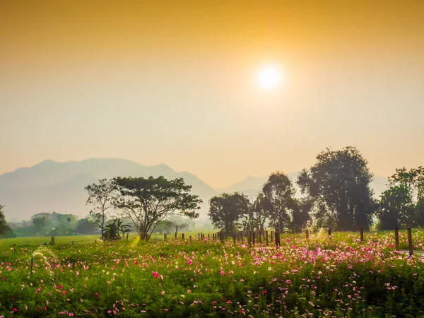 Cosmos pink flowers are blooming in the garden. With bamboo pathways In front of the high mountains in northern Thailand At the time of the sun rising in the morning with fog