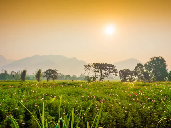 Cosmos pink flowers are blooming in the garden. With bamboo pathways In front of the high mountains in northern Thailand At the time of the sun rising in the morning with fog