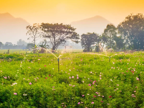 Cosmos pink flowers are blooming in the garden. With bamboo pathways In front of the high mountains in northern Thailand At the time of the sun rising in the morning with fog