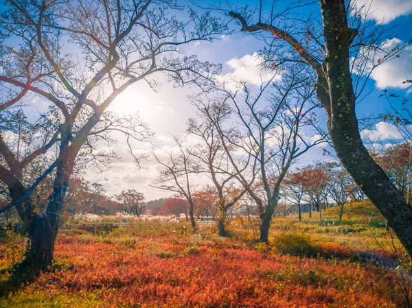 干燥的棕色草叶在森林与叶子改变颜色蓝天 日山形日光 — 图库照片