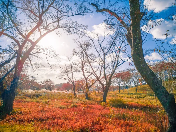 干燥的棕色草叶在森林与叶子改变颜色蓝天 日山形日光 — 图库照片