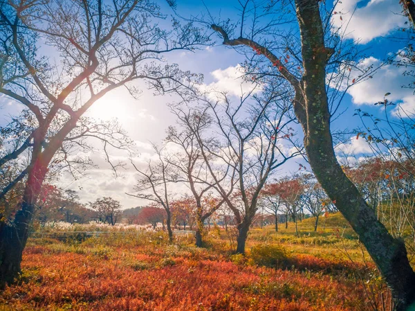 야마가타에서 일광이 바뀌는 나뭇잎이 숲속의 — 스톡 사진