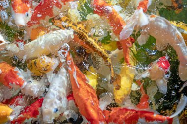 Birçok koi balığı havuzda yüzüyor.sığ odak etkisi.