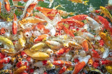 Birçok koi balığı havuzda yüzüyor.sığ odak etkisi.