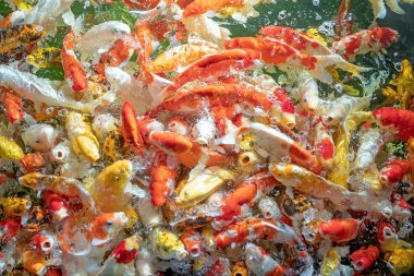 Birçok koi balığı havuzda yüzüyor.sığ odak etkisi.