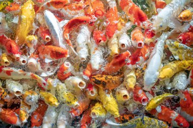 Birçok koi balığı havuzda yüzüyor.sığ odak etkisi.